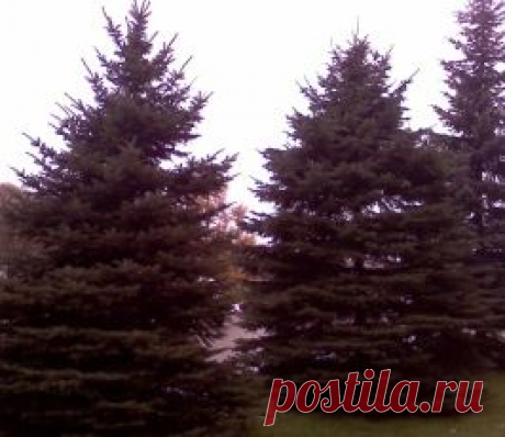Классификация деревьев - классы, семейства, роды, виды деревьев. Разновидности деревьев.