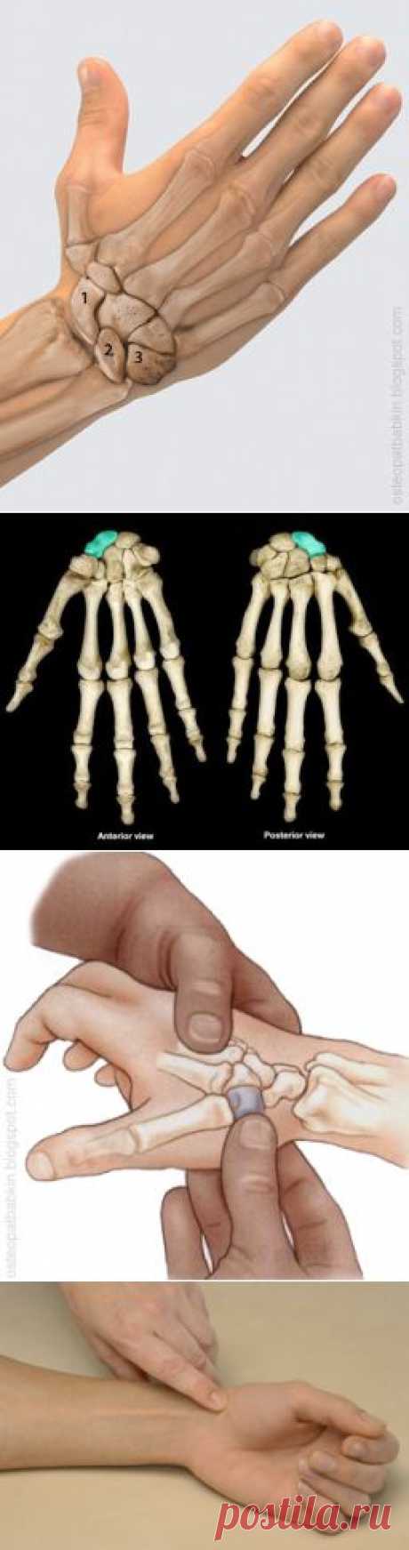 Интересная остеопатия: Пальпация кисти: кости запястья и лучезапястного сустава.