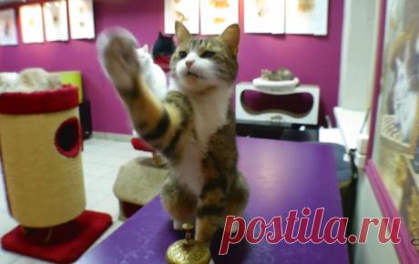 Кот-математик из Петербурга поражает пользователей Сети – Metro