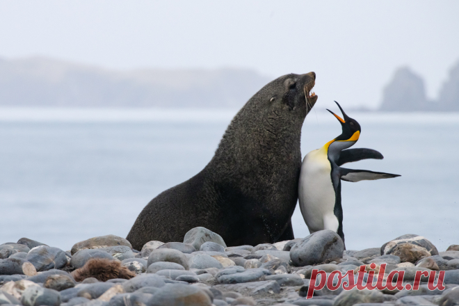 Comedy Wildlife Photo Awards 2019: животные, которые станут мемами — Российское фото