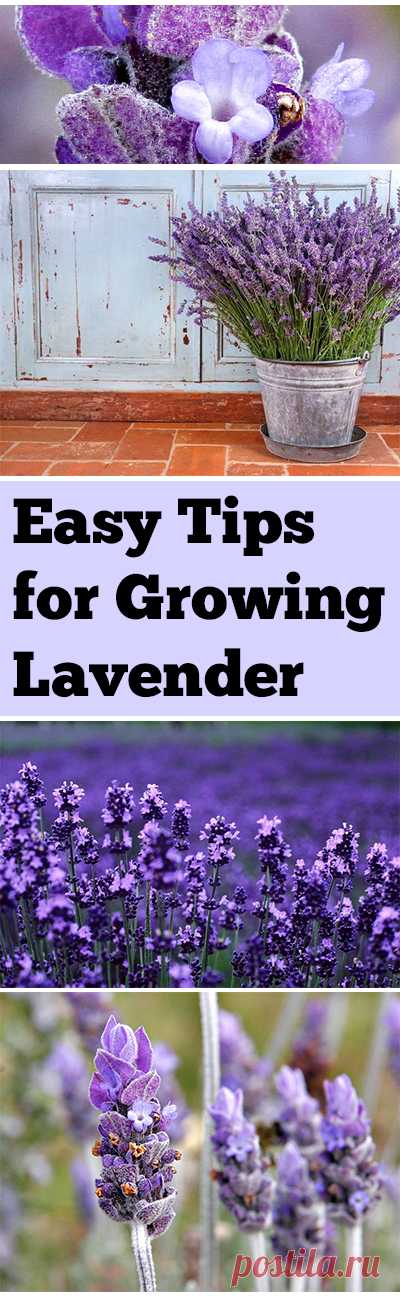 Easy Tips for Growing Lavender Tips and tricks for growing lavender.