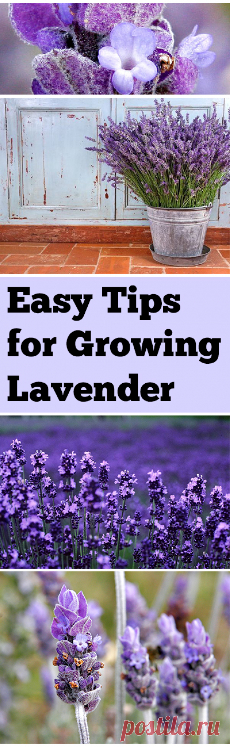Easy Tips for Growing Lavender Tips and tricks for growing lavender.