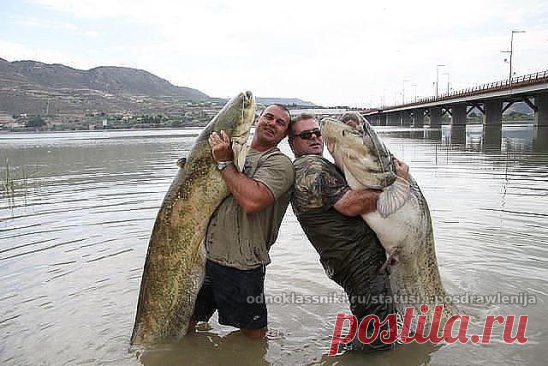 Вот это рыбалка! Если не трудно нажмите КЛАСС.