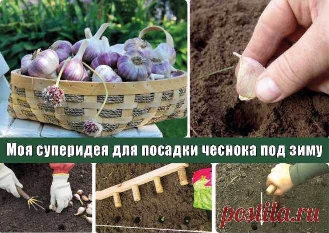 Суперидея для посадки чеснока под зиму