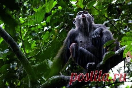 Морган ставит на землю рюкзак, тихо вынимает оптический прицел и рассматривает в него обезьяну. «Этот шимпанзе никогда еще не видел человека», — сообщает он. Живой интерес, с которым шимпанзе смотрят на своих безволосых сородичей, заставляет задуматься: кто кого изучает? #NGлонгрид