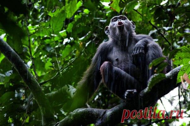 Морган ставит на землю рюкзак, тихо вынимает оптический прицел и рассматривает в него обезьяну. «Этот шимпанзе никогда еще не видел человека», — сообщает он. Живой интерес, с которым шимпанзе смотрят на своих безволосых сородичей, заставляет задуматься: кто кого изучает? #NGлонгрид