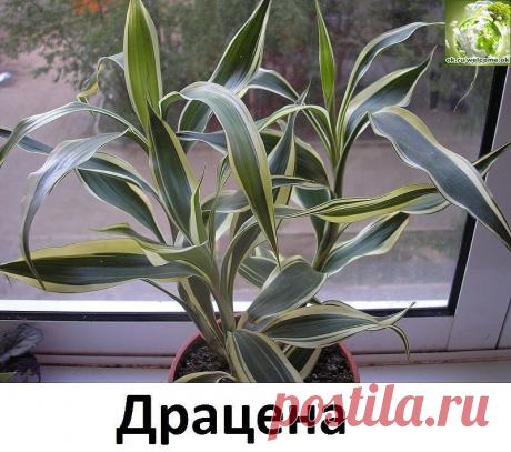 ДРАЦЕНА