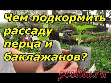 Перец и баклажаны - важная подкормка рассады!
