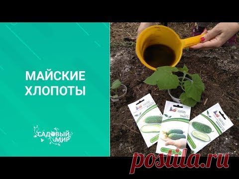 Майские хлопоты в огороде и саду. Собираем урожай редиски, высаживаем томаты и огурцы  в теплицу.