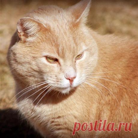 Приложение &quot;Открытки&quot;
Лариса Зигарева(Симонова)