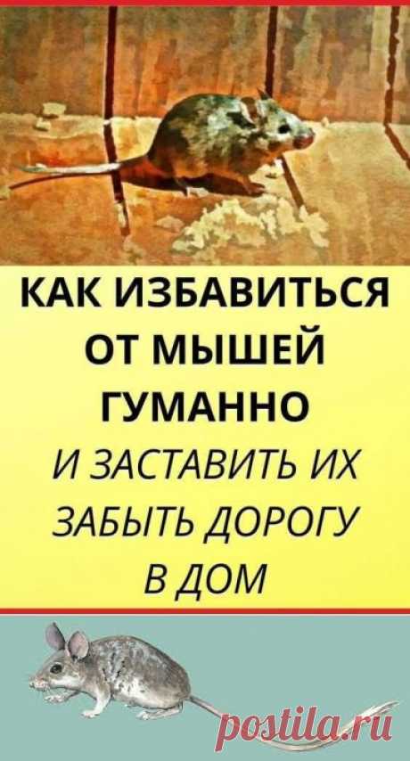 Любая мышь способна повредить стены, провода, и даже одежду. Хуже всего, эти вредители могут быть переносчиками болезней. Вам не захочется, чтобы мыши пробрались к пище! Но если завести кота не получается, помогут природные репелленты - мощное средство от мышей. садовый декор
купальники крючком