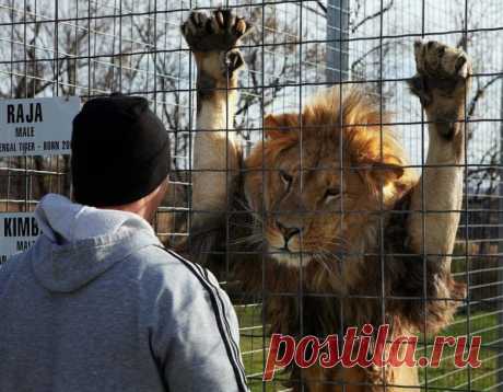 Кошки всегда остаются кошками