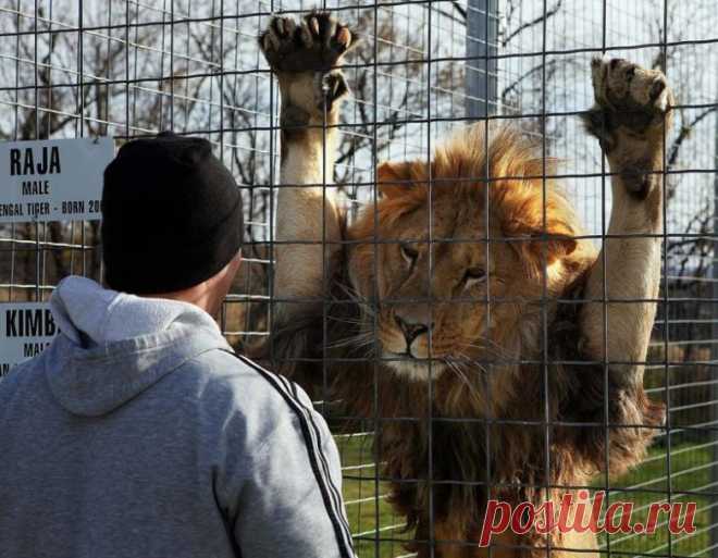 Кошки всегда остаются кошками