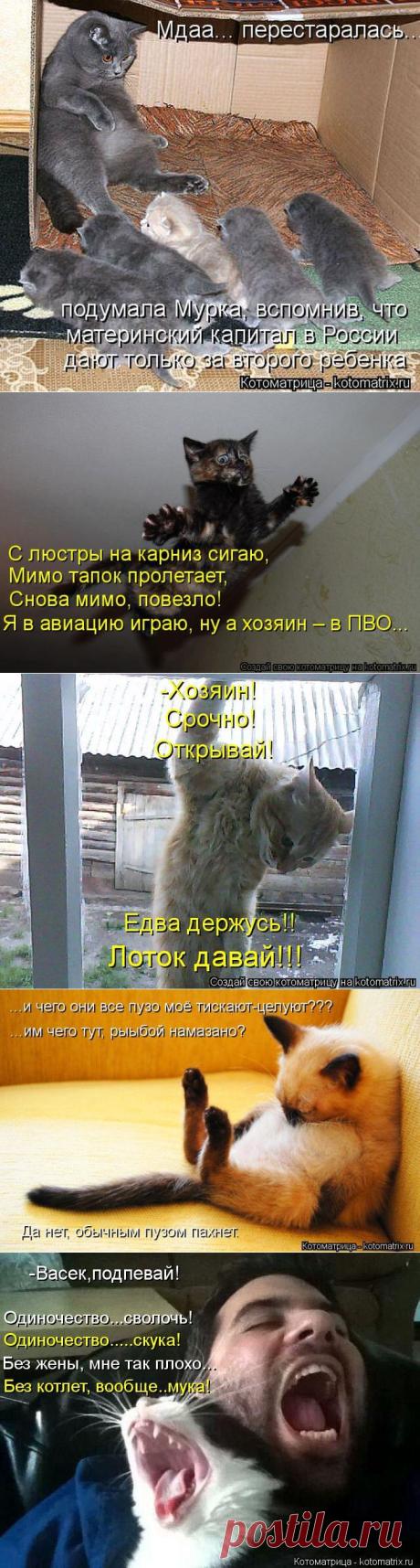 Забавные Котоматрицы | Писец - приколы интернета