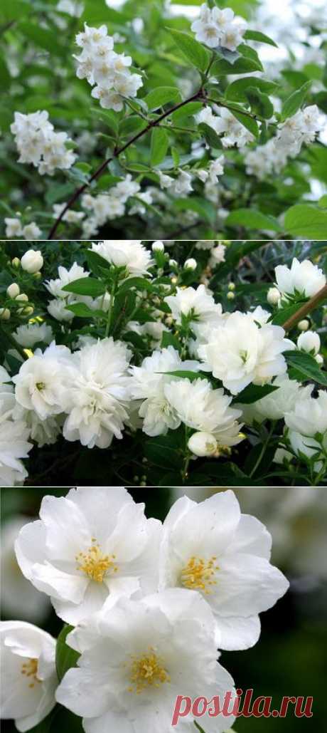 Душистый жасмин или чубушник &amp;#8212; 6 соток