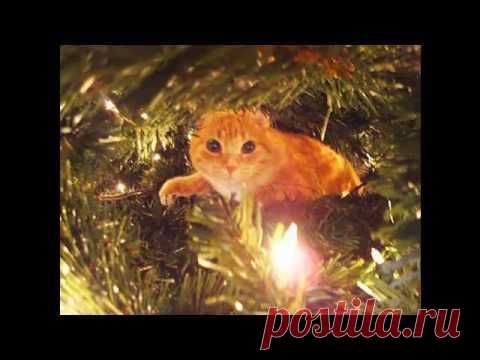 Животные и Новый год | Серпантин