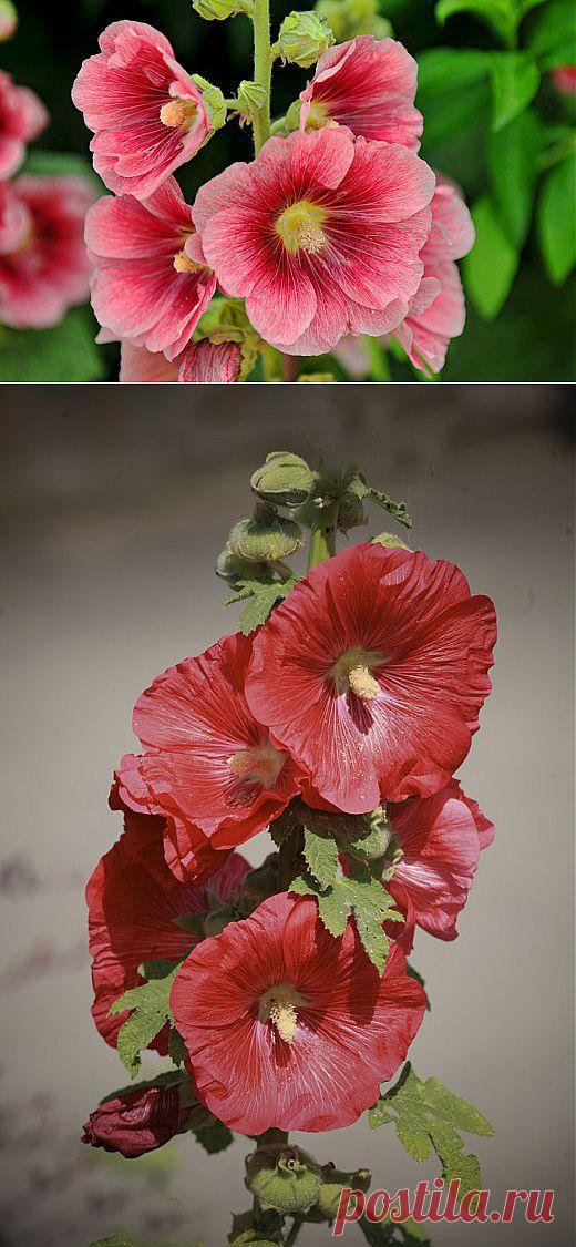 Ботаничка.ru | Мальва. Уход, выращивание, размножение. Садовые растения. Болезни и вредители. Цветы. .