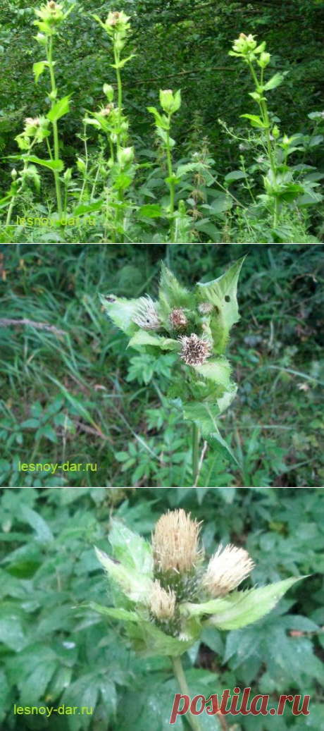 Бодяк огородный | Лесная кладовая

Этот бодяк называют огородным, хотя в огородах он не растет....