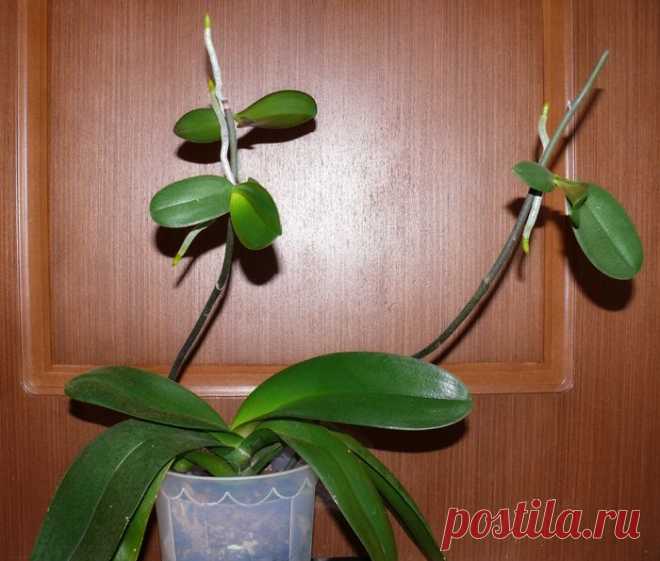 Размножение орхидеи фаленопсис детками | Flora In Home