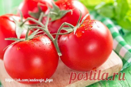 7 МАЛЕНЬКИХ СЕКРЕТОВ ВЫРАЩИВАНИЯ ВКУСНЫХ ПОМИДОРОВ 

САДОВАЯ ФЕЯ - Дача. Сад и Огород
 
 






7 МАЛЕНЬКИХ СЕКРЕТОВ ВЫРАЩИВАНИЯ ВКУСНЫХ ПОМИДОРОВСекрет первый: много светаПомидоры нужно сажать там, где они получат много солнечного света. К тому же, п…