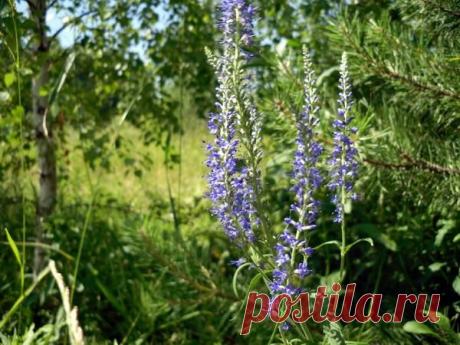 Купальские травы