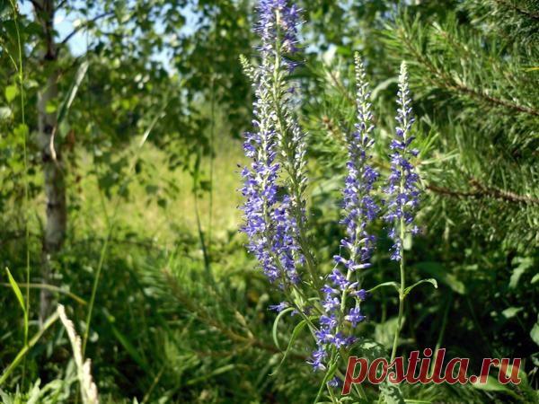 Купальские травы