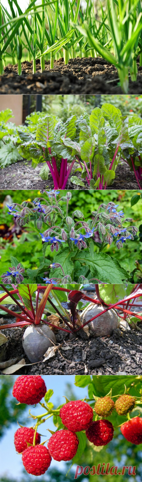 Что посадить в тени