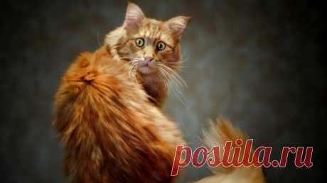 На диване вижу две головы, четыре глаза, восемь лап, два хвоста… — Лап-Ушки.com — любимые животные