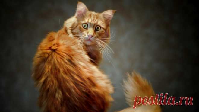 На диване вижу две головы, четыре глаза, восемь лап, два хвоста… — Лап-Ушки.com — любимые животные