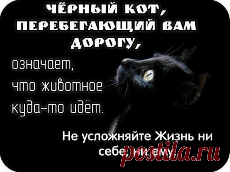 И будет вам счастье! (кошачьи приметы) &amp;raquo; Женский Мир