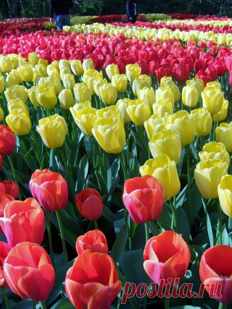 ТЮЛЬПАНЫ В ПАРКЕ КЮКЕНХОФ (KEUKENHOF)  В  ГОЛЛАНДИИ.
