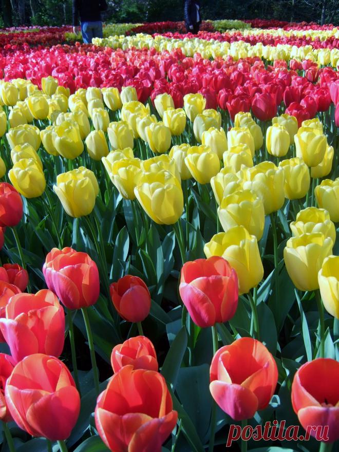 ТЮЛЬПАНЫ В ПАРКЕ КЮКЕНХОФ (KEUKENHOF)  В  ГОЛЛАНДИИ.