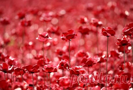 Море красных маков в лондонском Тауэре
