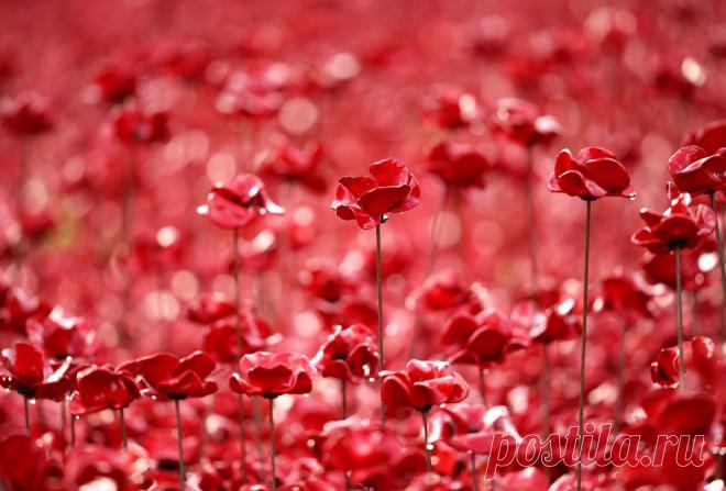 Море красных маков в лондонском Тауэре