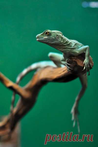 Шлемоносный василиск обитает в Никарагуа, Панаме и Эквадоре, предпочитая селиться около воды. В случае опасности он может не только убежать от врага со скоростью до 12 км/ч, но и нырнуть под воду. Автор фото – Галина Юркина: nat-geo.ru/photo/user/214121/