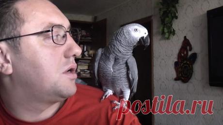 «Щас в клетку пойдешь, понял?!» Как попугай Григорий строит хозяина Если вы думаете, что попугаи не особо интеллектуальные птицы, которые способны заучить всего пару фраз, то вы очень сильно ошибаетесь. Этот ролик раз и навсегда перевернет ваши представления о попугая…