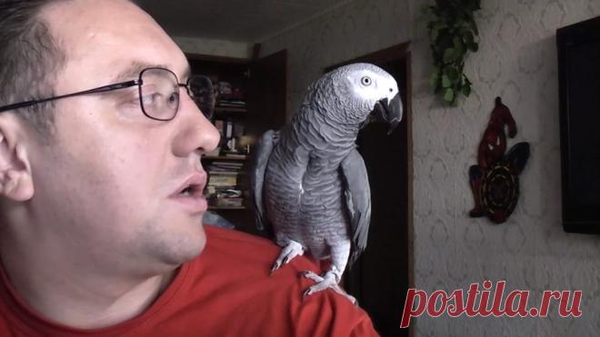 «Щас в клетку пойдешь, понял?!» Как попугай Григорий строит хозяина Если вы думаете, что попугаи не особо интеллектуальные птицы, которые способны заучить всего пару фраз, то вы очень сильно ошибаетесь. Этот ролик раз и навсегда перевернет ваши представления о попугая…