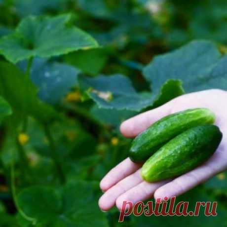 Как продлить плодоношение огурцов?