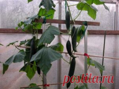 ОГУРЕЦ К ИЮНЮ (часть 4).