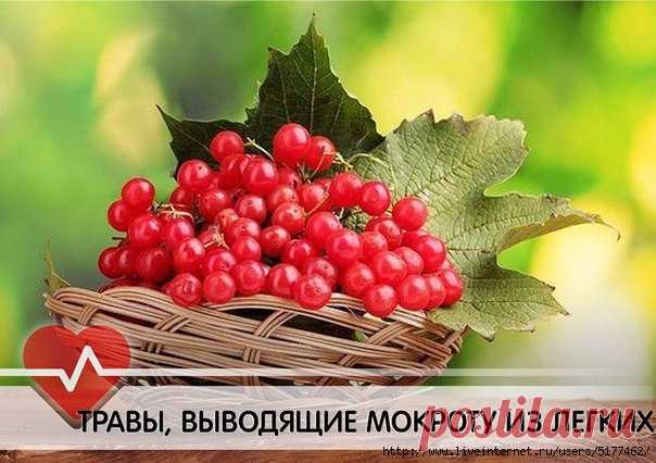 Как вывести мокроту из легких?