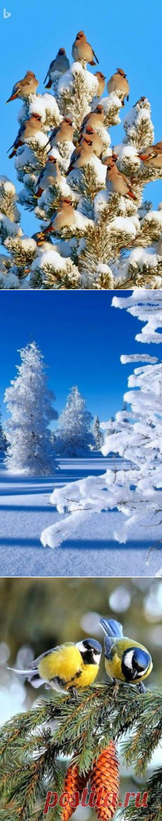 (64) Одноклассники