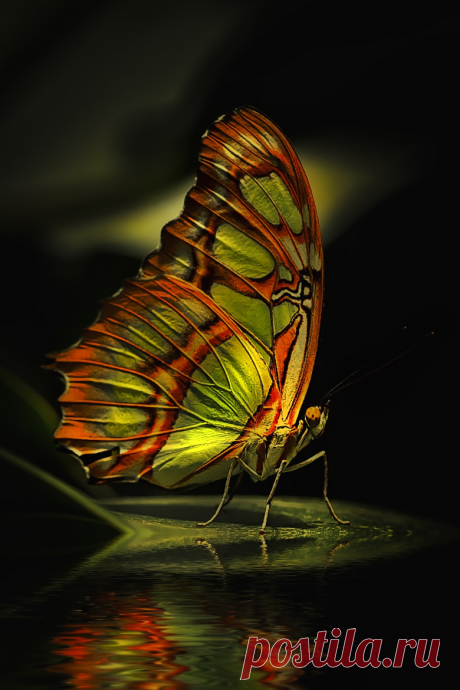 Artistic-realistic nature - 💙 butterfly on 500px by Detlef Knapp, Wallmerod,...