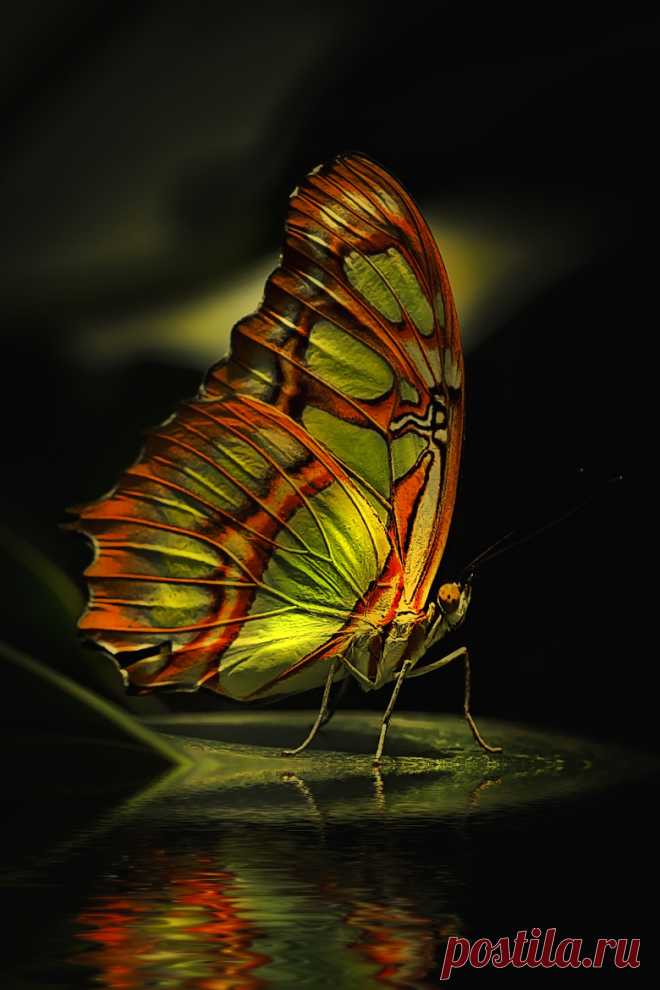 Artistic-realistic nature - 💙 butterfly on 500px by Detlef Knapp, Wallmerod,...