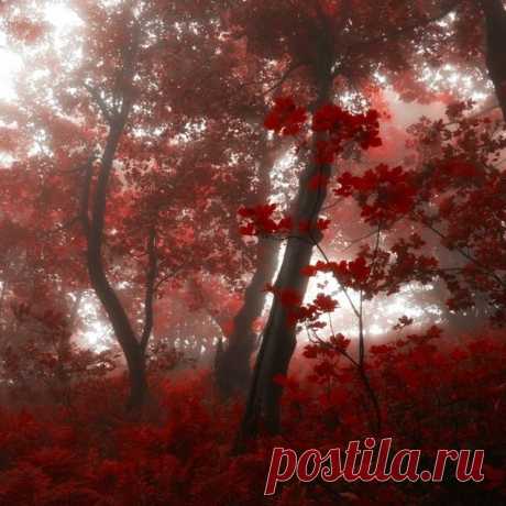 Сказочный лес - Путешествуем вместе