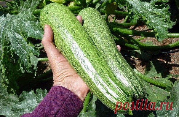 СЕКРЕТЫ ПОЛУЧЕНИЯ БЫСТРОГО УРОЖАЯ КАБАЧКОВ