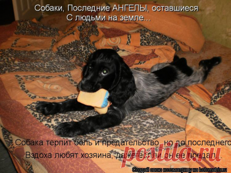 Собаки - это последние ангелы, которые остались с людьми на земле..