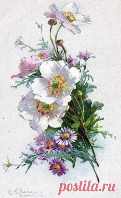 (723) Catherine Klein postcards | Vintage flowers and plants