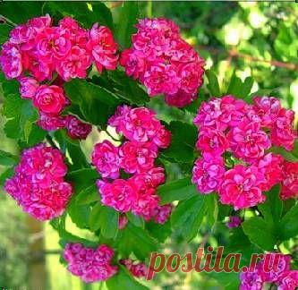 боярышник обыкновенный | Дачное царство