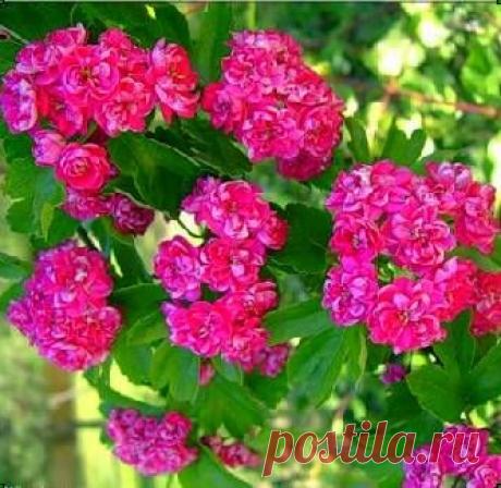 боярышник обыкновенный | Дачное царство