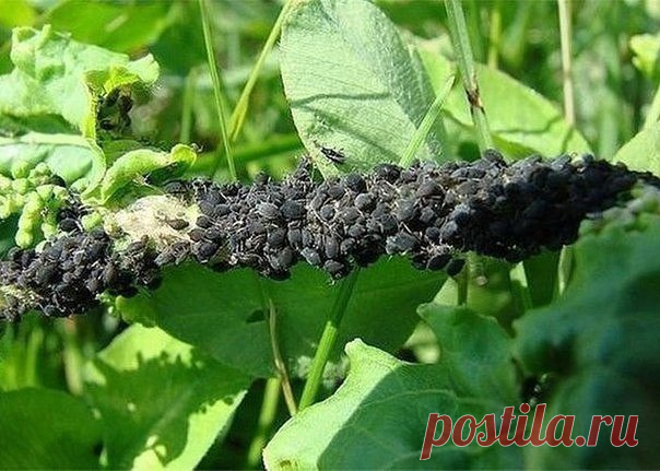 25 СПОСОБОВ ИЗВЕСТИ ТЛЮ Подручными средствами
1. Водкой. Для обработки пойдет самая дешевая. Все, что нужно, так это налить ее в пульверизатор и опрыснуть растения.
2. Кока-колой. Использовать так же, как и водку.
3. Хозяйственным мылом: 200 г растворить в 10 л воды.
4. Нашатырем: 1 ст. ложку развести в 10 л воды.
5.